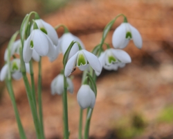 Galanthus Lavinia